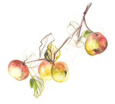 Gilead Apples by Marcia Falk